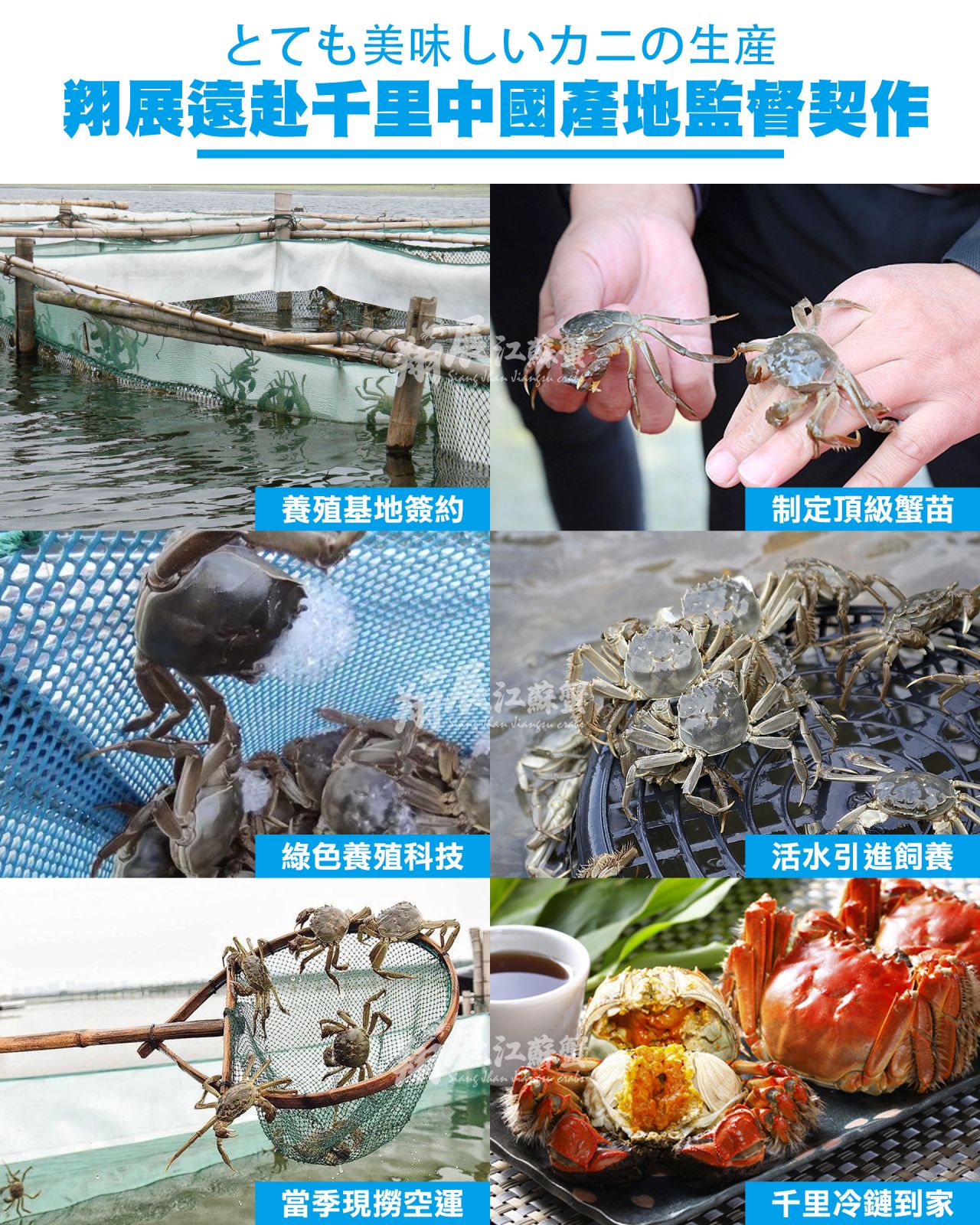 大閘蟹